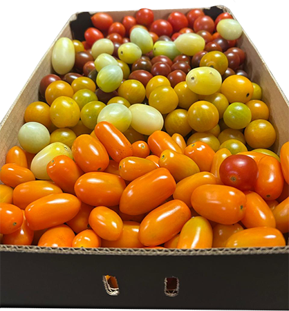 Tomatoes
